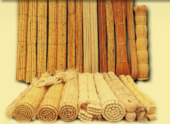 Cane